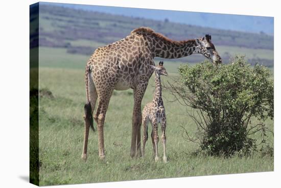 Parent and Young Giraffe-DLILLC-Stretched Canvas