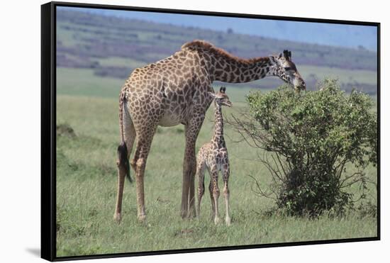 Parent and Young Giraffe-DLILLC-Framed Stretched Canvas