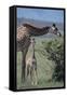 Parent and Young Giraffe-DLILLC-Framed Stretched Canvas