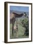 Parent and Young Giraffe-DLILLC-Framed Photographic Print