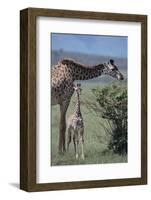 Parent and Young Giraffe-DLILLC-Framed Photographic Print