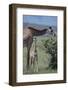 Parent and Young Giraffe-DLILLC-Framed Photographic Print