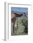 Parent and Young Giraffe-DLILLC-Framed Photographic Print