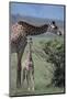 Parent and Young Giraffe-DLILLC-Mounted Photographic Print