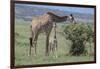 Parent and Young Giraffe-DLILLC-Framed Photographic Print