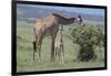 Parent and Young Giraffe-DLILLC-Framed Photographic Print