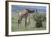 Parent and Young Giraffe-DLILLC-Framed Photographic Print