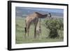 Parent and Young Giraffe-DLILLC-Framed Photographic Print