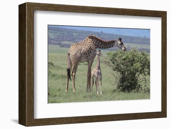 Parent and Young Giraffe-DLILLC-Framed Photographic Print