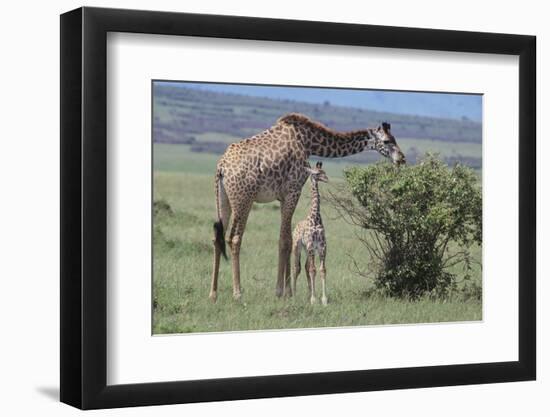 Parent and Young Giraffe-DLILLC-Framed Photographic Print