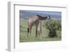 Parent and Young Giraffe-DLILLC-Framed Photographic Print