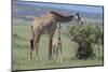 Parent and Young Giraffe-DLILLC-Mounted Photographic Print