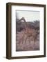 Parent and Young Giraffe-DLILLC-Framed Photographic Print