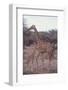 Parent and Young Giraffe-DLILLC-Framed Photographic Print