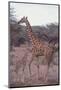 Parent and Young Giraffe-DLILLC-Mounted Photographic Print