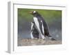 Parent with chick. Gentoo penguin on the Falkland Islands. South America, January-Martin Zwick-Framed Photographic Print