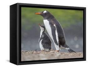 Parent with chick. Gentoo penguin on the Falkland Islands. South America, January-Martin Zwick-Framed Stretched Canvas