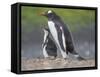 Parent with chick. Gentoo penguin on the Falkland Islands. South America, January-Martin Zwick-Framed Stretched Canvas