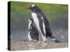 Parent with chick. Gentoo penguin on the Falkland Islands. South America, January-Martin Zwick-Stretched Canvas