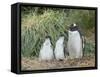 Parent with chick. Gentoo penguin on the Falkland Islands.-Martin Zwick-Framed Stretched Canvas