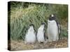 Parent with chick. Gentoo penguin on the Falkland Islands.-Martin Zwick-Stretched Canvas