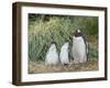 Parent with chick. Gentoo penguin on the Falkland Islands.-Martin Zwick-Framed Photographic Print