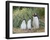 Parent with chick. Gentoo penguin on the Falkland Islands.-Martin Zwick-Framed Photographic Print