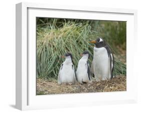 Parent with chick. Gentoo penguin on the Falkland Islands.-Martin Zwick-Framed Photographic Print