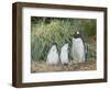 Parent with chick. Gentoo penguin on the Falkland Islands.-Martin Zwick-Framed Photographic Print