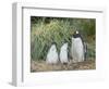 Parent with chick. Gentoo penguin on the Falkland Islands.-Martin Zwick-Framed Photographic Print