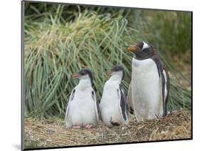 Parent with chick. Gentoo penguin on the Falkland Islands.-Martin Zwick-Mounted Photographic Print