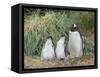 Parent with chick. Gentoo penguin on the Falkland Islands.-Martin Zwick-Framed Stretched Canvas