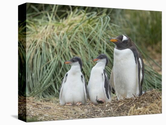 Parent with chick. Gentoo penguin on the Falkland Islands.-Martin Zwick-Stretched Canvas