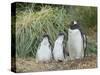 Parent with chick. Gentoo penguin on the Falkland Islands.-Martin Zwick-Stretched Canvas