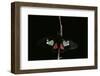 Parides Arcas (Mylotes Cattleheart, Arcas Cattleheart)-Paul Starosta-Framed Photographic Print