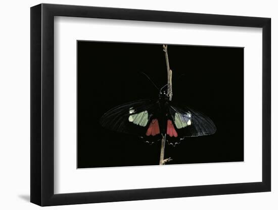 Parides Arcas (Mylotes Cattleheart, Arcas Cattleheart)-Paul Starosta-Framed Photographic Print