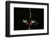 Parides Arcas (Mylotes Cattleheart, Arcas Cattleheart)-Paul Starosta-Framed Photographic Print