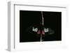 Parides Arcas (Mylotes Cattleheart, Arcas Cattleheart)-Paul Starosta-Framed Photographic Print