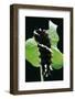 Parides Iphidamas (Iphidamas Cattleheart, Transandean Cattleheart) - Caterpillar-Paul Starosta-Framed Photographic Print