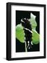 Parides Iphidamas (Iphidamas Cattleheart, Transandean Cattleheart) - Caterpillar-Paul Starosta-Framed Photographic Print