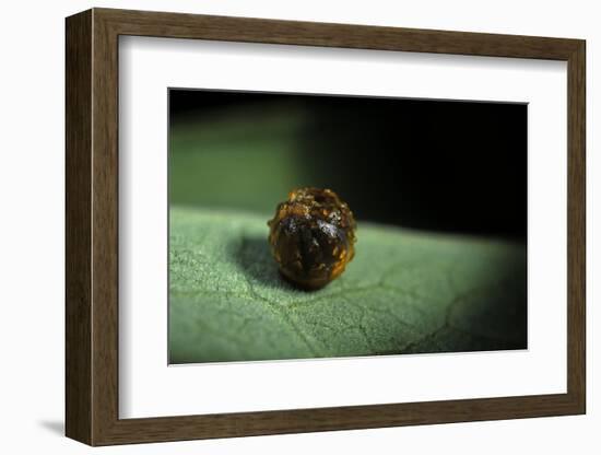 Parides Iphidamas (Iphidamas Cattleheart, Transandean Cattleheart) - Egg-Paul Starosta-Framed Photographic Print