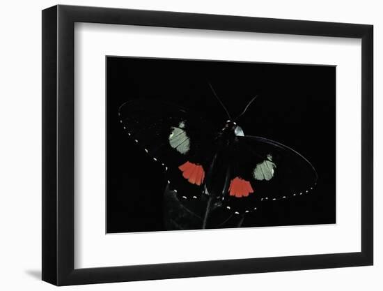 Parides Iphidamas (Iphidamas Cattleheart, Transandean Cattleheart)-Paul Starosta-Framed Photographic Print