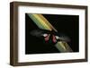 Parides Neophilus (Neophilus Cattleheart Butterfly) - Male-Paul Starosta-Framed Photographic Print