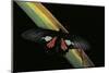 Parides Neophilus (Neophilus Cattleheart Butterfly) - Male-Paul Starosta-Mounted Photographic Print