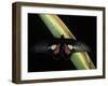 Parides Neophilus (Neophilus Cattleheart Butterfly) - Male-Paul Starosta-Framed Photographic Print