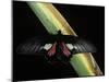 Parides Neophilus (Neophilus Cattleheart Butterfly) - Male-Paul Starosta-Mounted Photographic Print