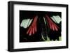 Parides Neophilus (Neophilus Cattleheart Butterfly) - Wings Detail of Male-Paul Starosta-Framed Photographic Print