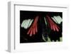 Parides Neophilus (Neophilus Cattleheart Butterfly) - Wings Detail of Male-Paul Starosta-Framed Photographic Print
