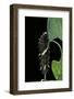 Parides Photinus - Chenille-Paul Starosta-Framed Photographic Print