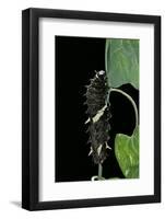 Parides Photinus - Chenille-Paul Starosta-Framed Photographic Print